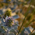 Endangered Eryngo --- Eryngium maritimum L.