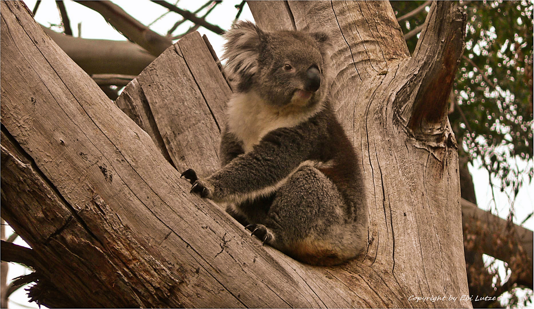 * Endangered Species * Foto & Bild australia & oceania, australia