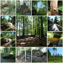 Endcollage vom Ausflug Bayr. Wald