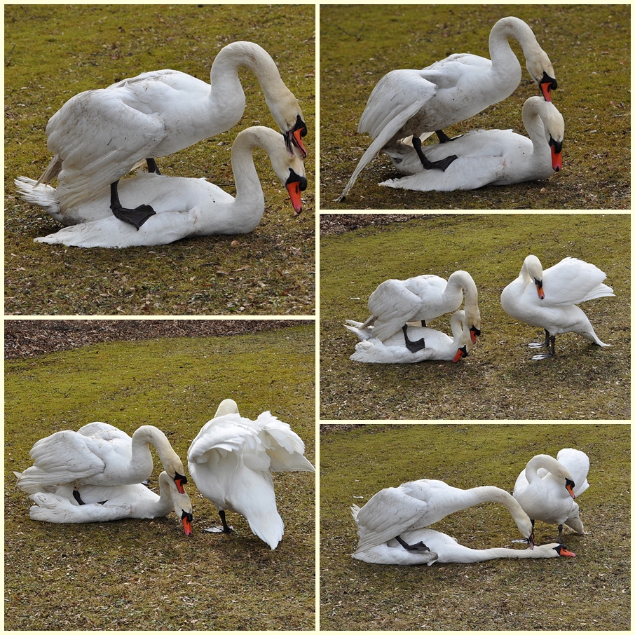 Endcollage von auf Leben und Tod..