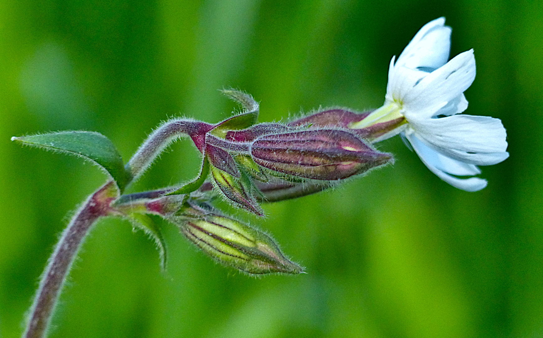 Enddeckt am Wegesrand