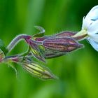 Enddeckt am Wegesrand