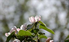 Ende April blüht die Quitte wieder