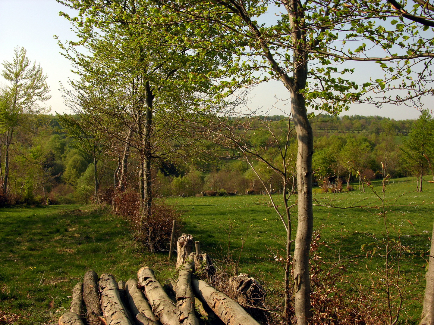 Ende April- Monschauer Heckenland aus dem Winterschlaf erwacht