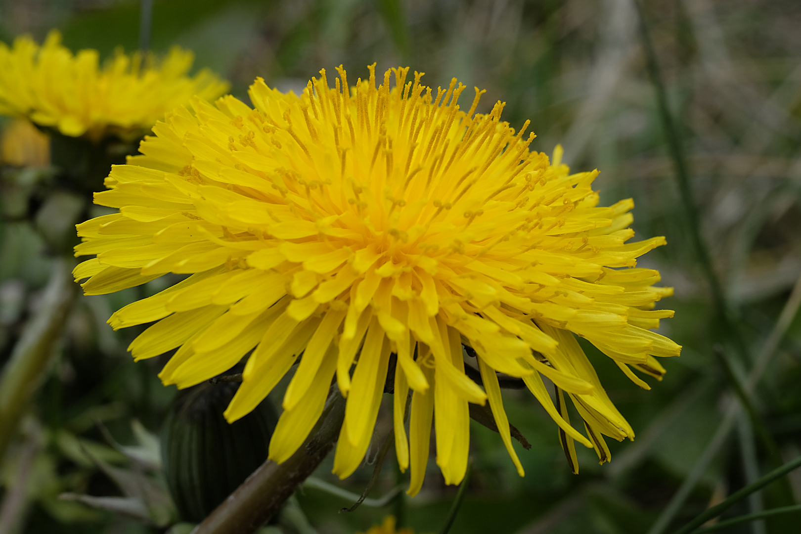 Ende April steht der Löwenzahn voll in Blüte.