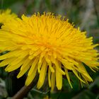 Ende April steht der Löwenzahn voll in Blüte.