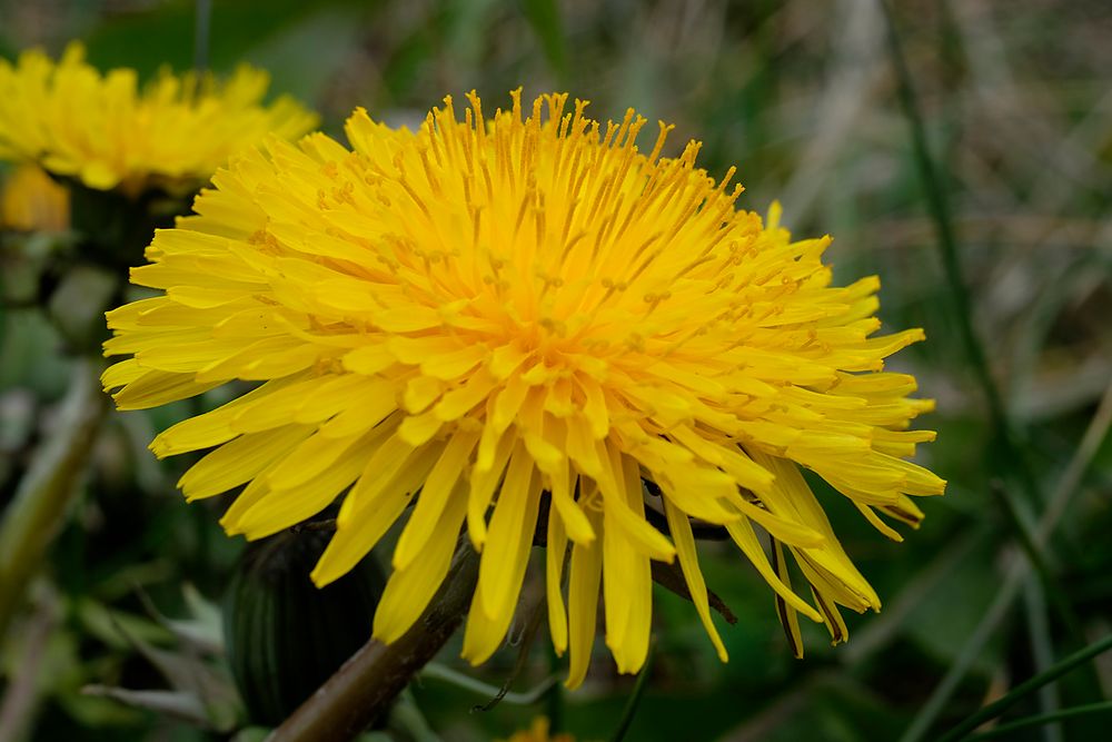 Ende April steht der Löwenzahn voll in Blüte.