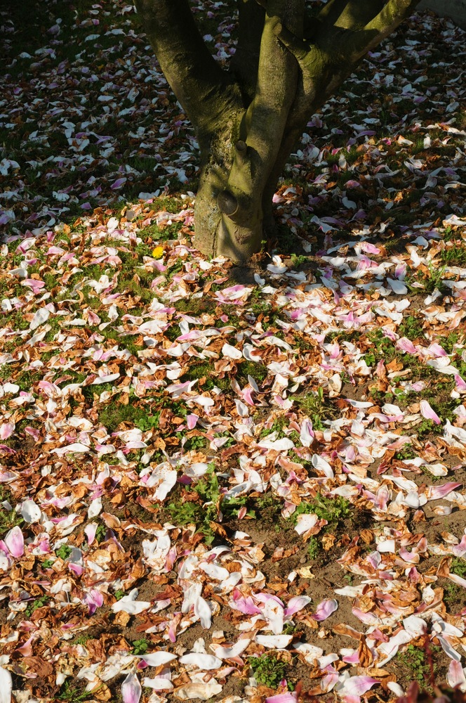 Ende der Blühzeit