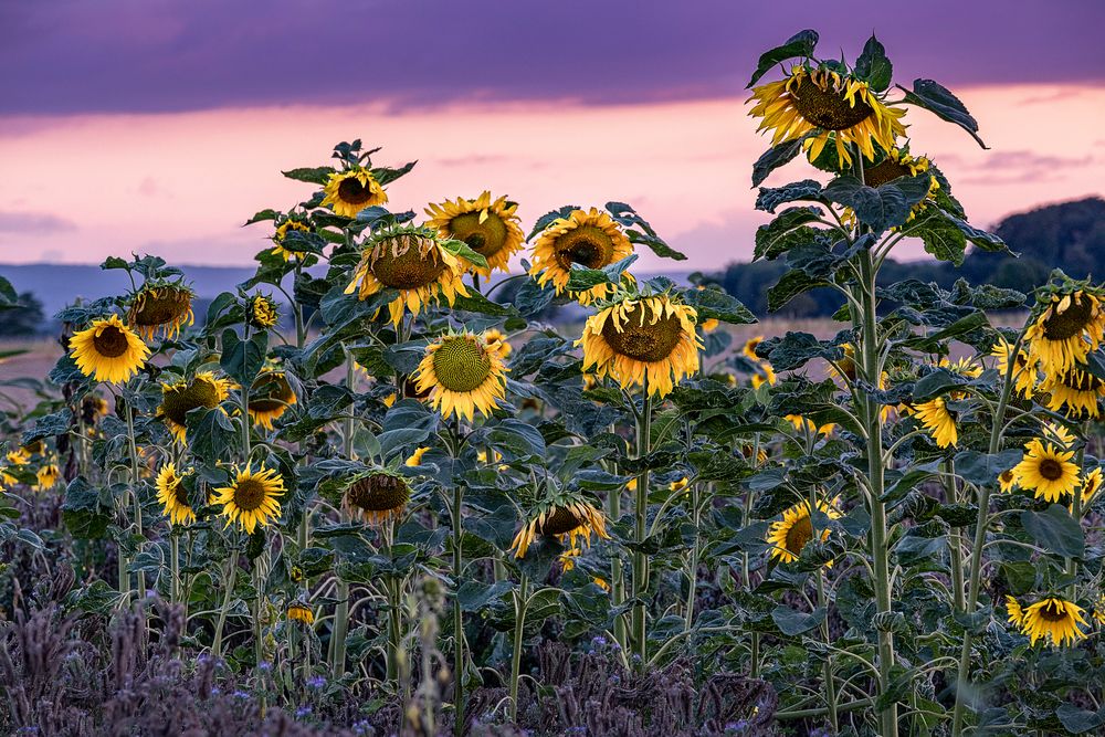 Ende der Blüte