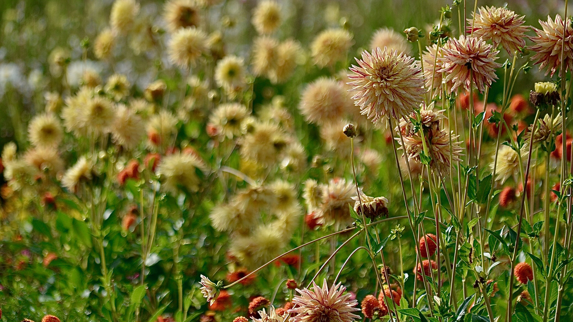 Ende der Dahlientrilogie