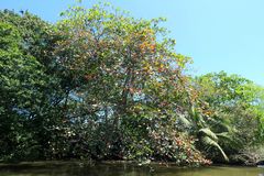 Ende der Dschungeltour auf dem Wasser