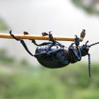 Ende der (Fahnen) Stange ..... ähhhh des Drahtes