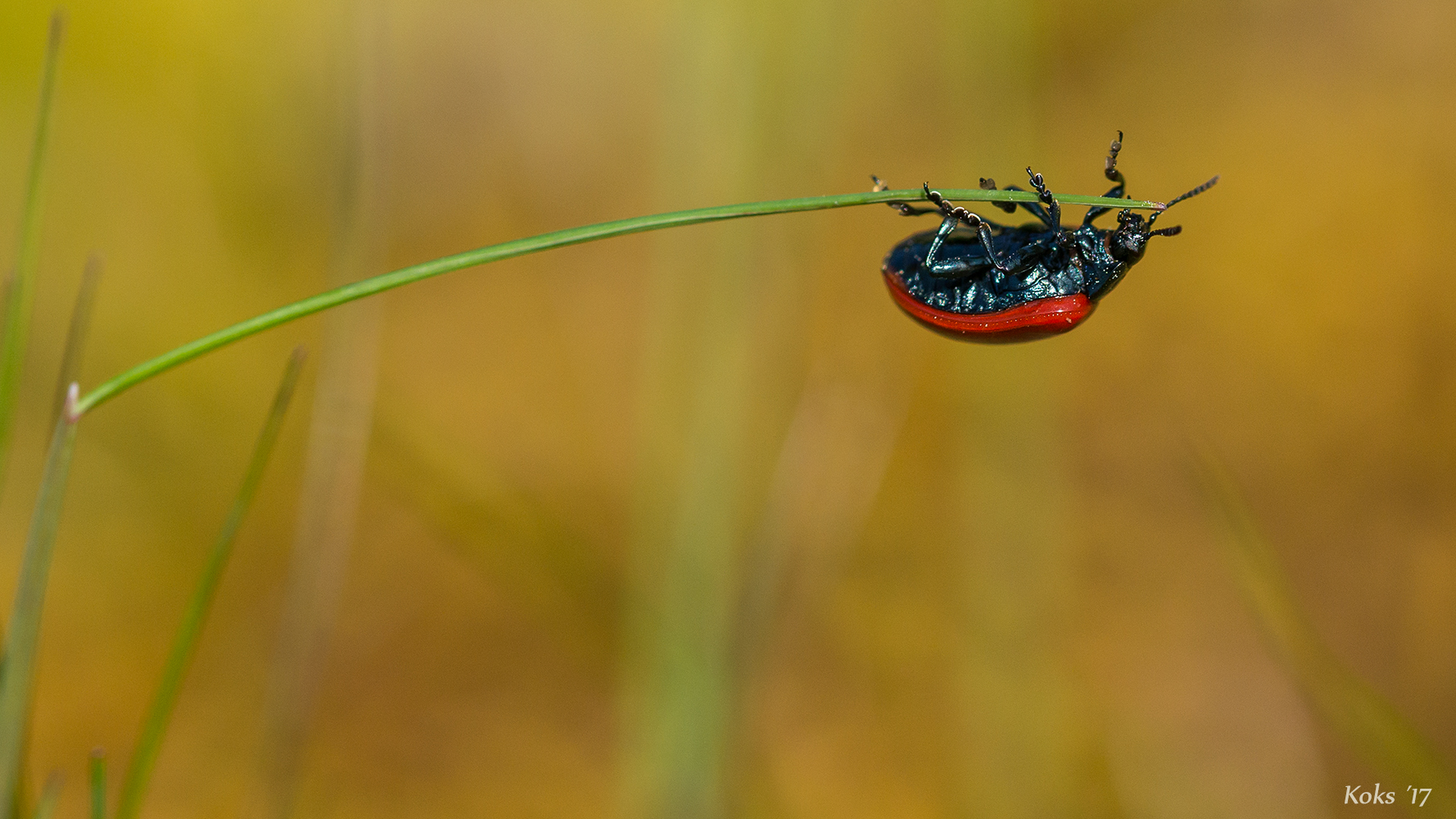 Ende Der Fahnenstange Foto Bild Tiere Wildlife Insekten Bilder Auf Fotocommunity
