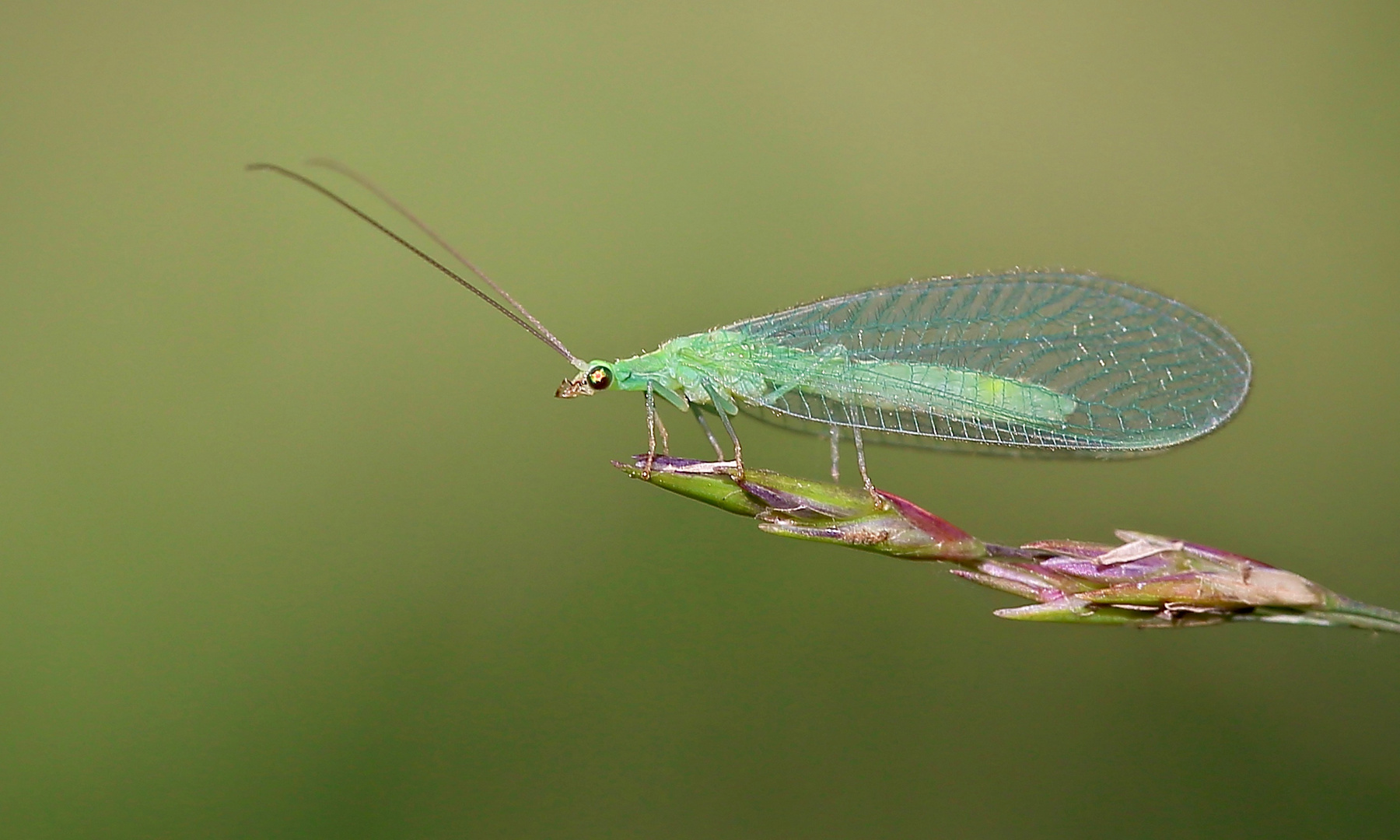 Ende Der Fahnenstange Foto Bild Wald Outdoor Makro Bilder Auf Fotocommunity