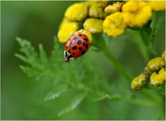 Ende der Farnenstange