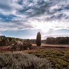 Ende der Heideblüte