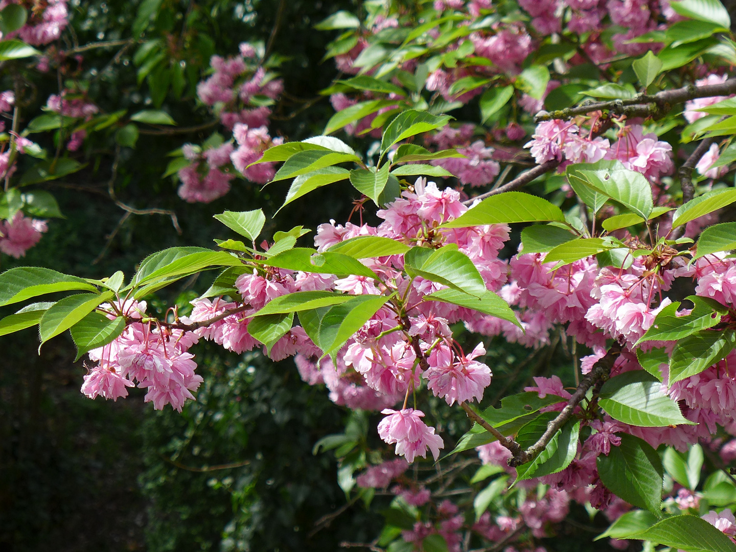 Ende der Kirschblüte