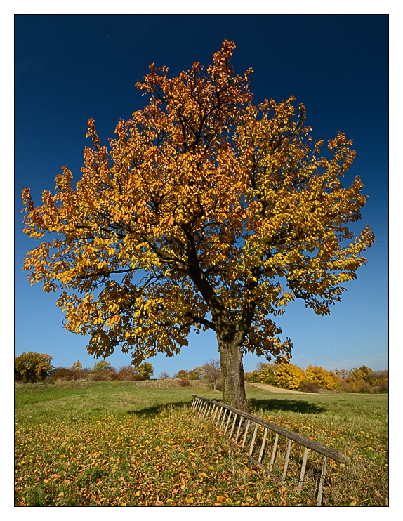 Ende der Kirschensaison