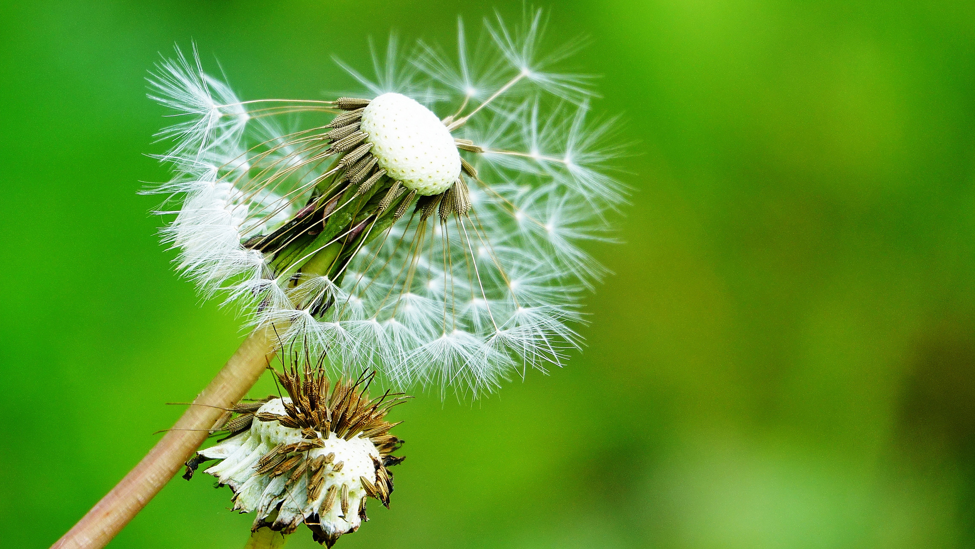 Ende der Pusteblume