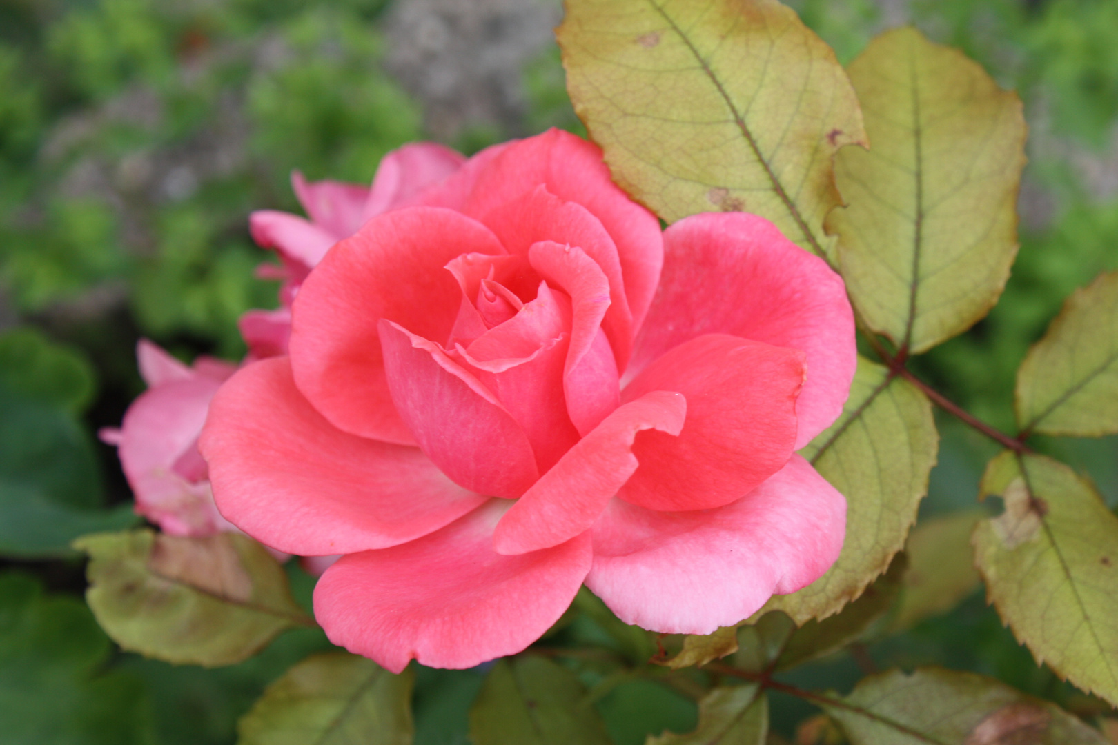 Ende der Rosenzeit  frisch aus dem Garten