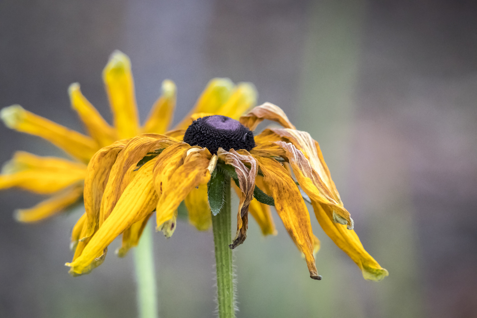 Ende der Saison