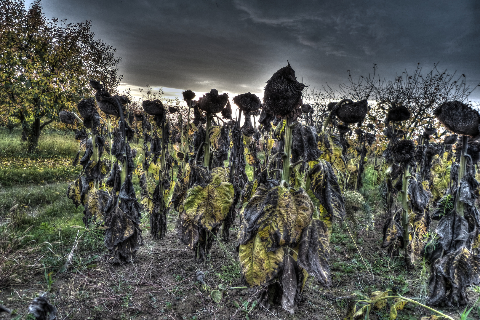 Ende der Sonnenblumen