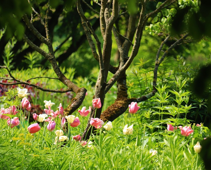 Ende der Tulpenbluete