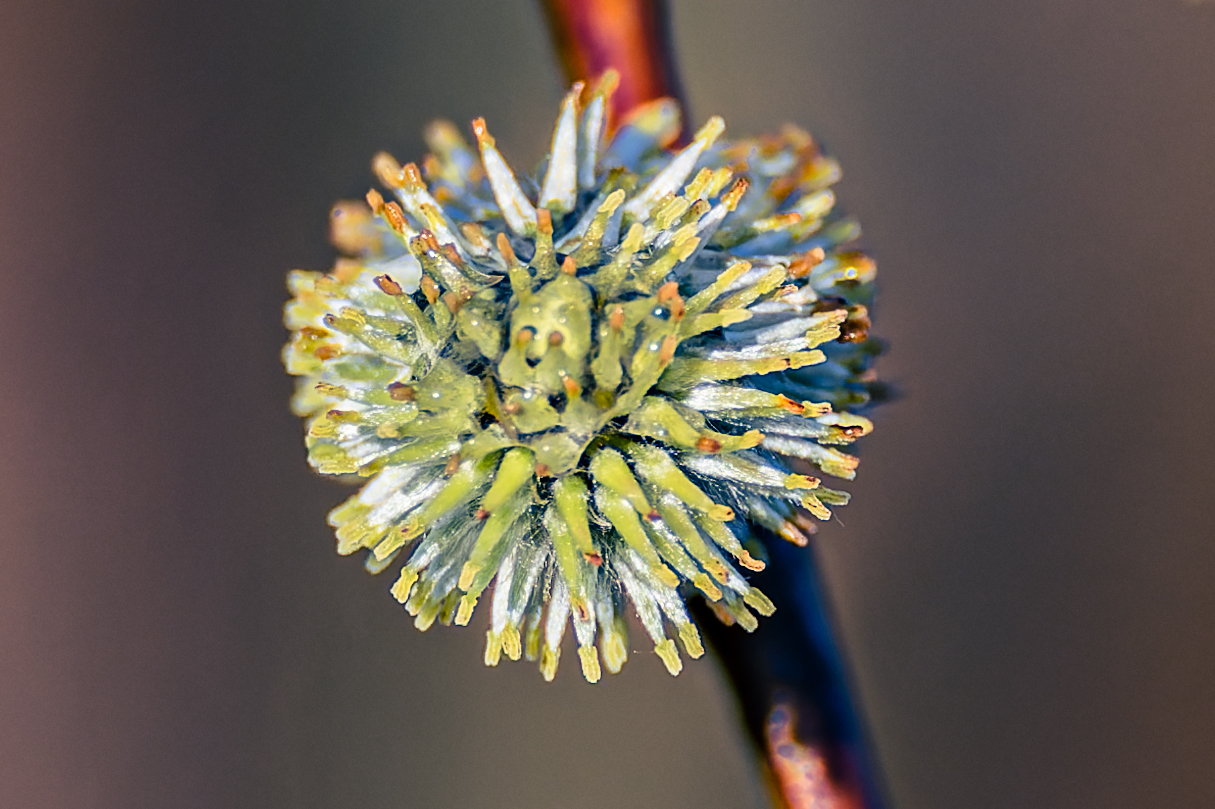 Ende der Weidenblüte 