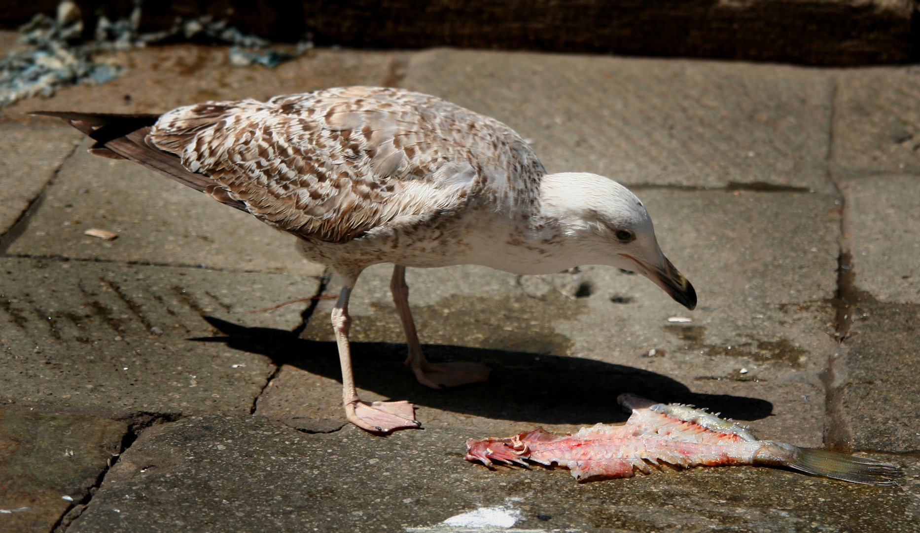 Ende des Fischmarkts