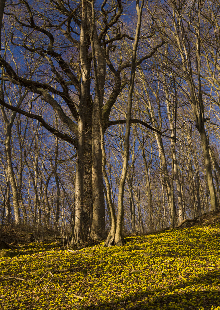 Ende des Winterschlafs - Winterlinge im Rautal