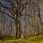 Ende des Winterschlafs - Winterlinge im Rautal