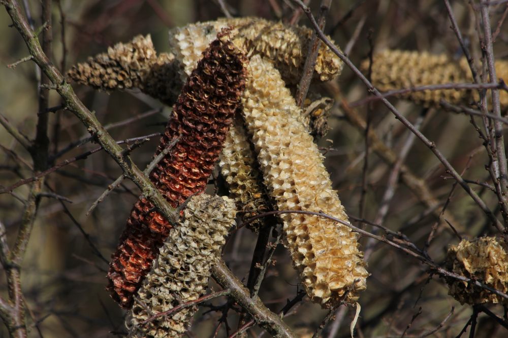 Ende des Winters....Futterstelle-leergefressen