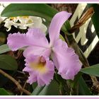 Ende dieser woche ist in hirschstetten(in wien) wieder die orchideenausstellung -