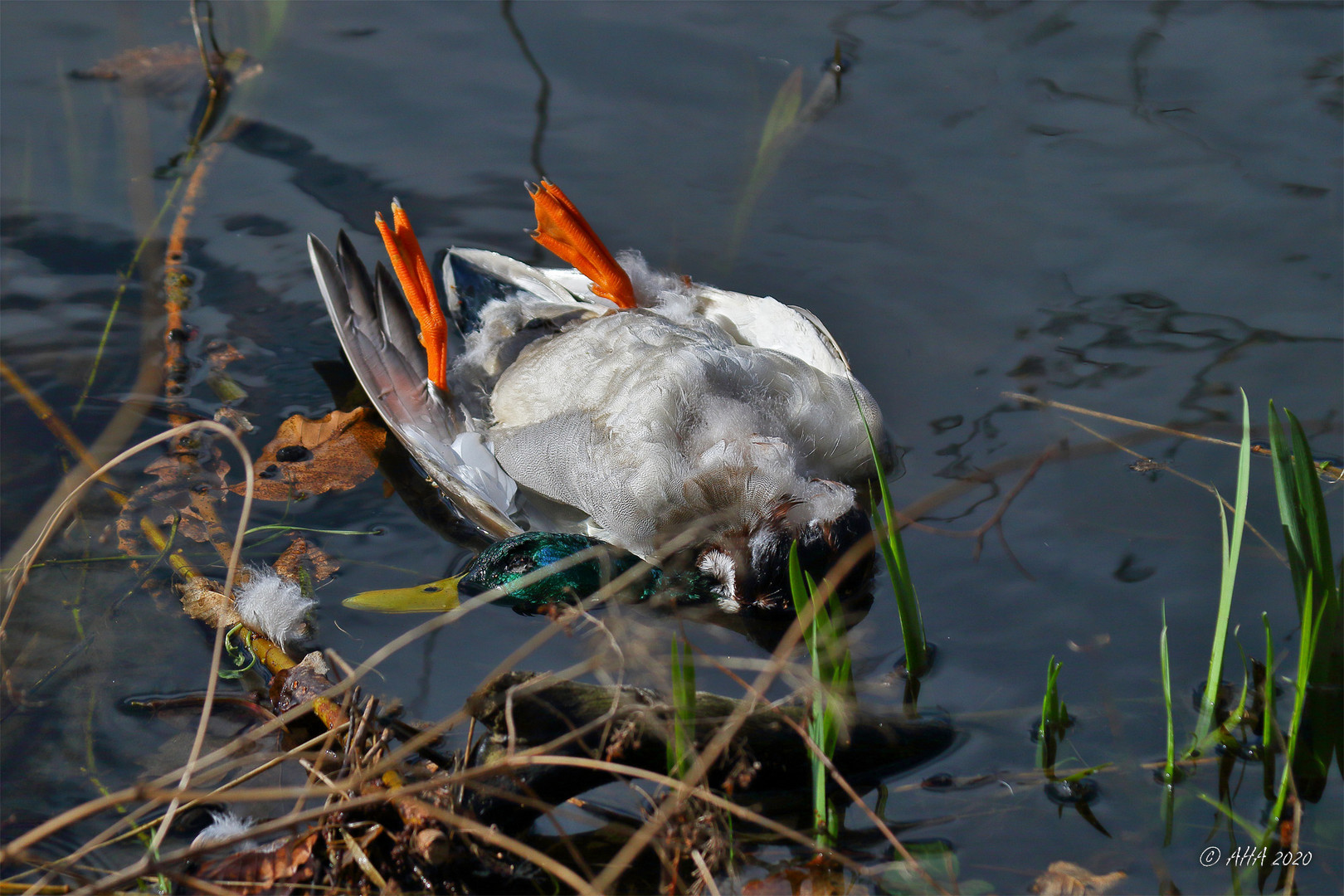 Ende einer Ente