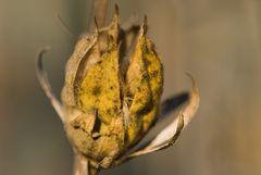 Ende einer Hibikusblüte