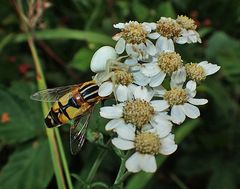 Ende einer Schwebfliege