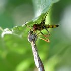 Ende einer Schwebfliege