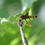 Ende einer Schwebfliege