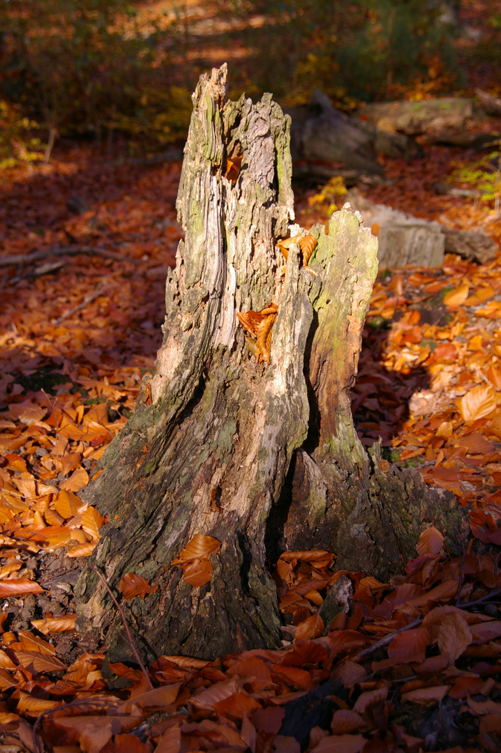 Ende eines Baumes