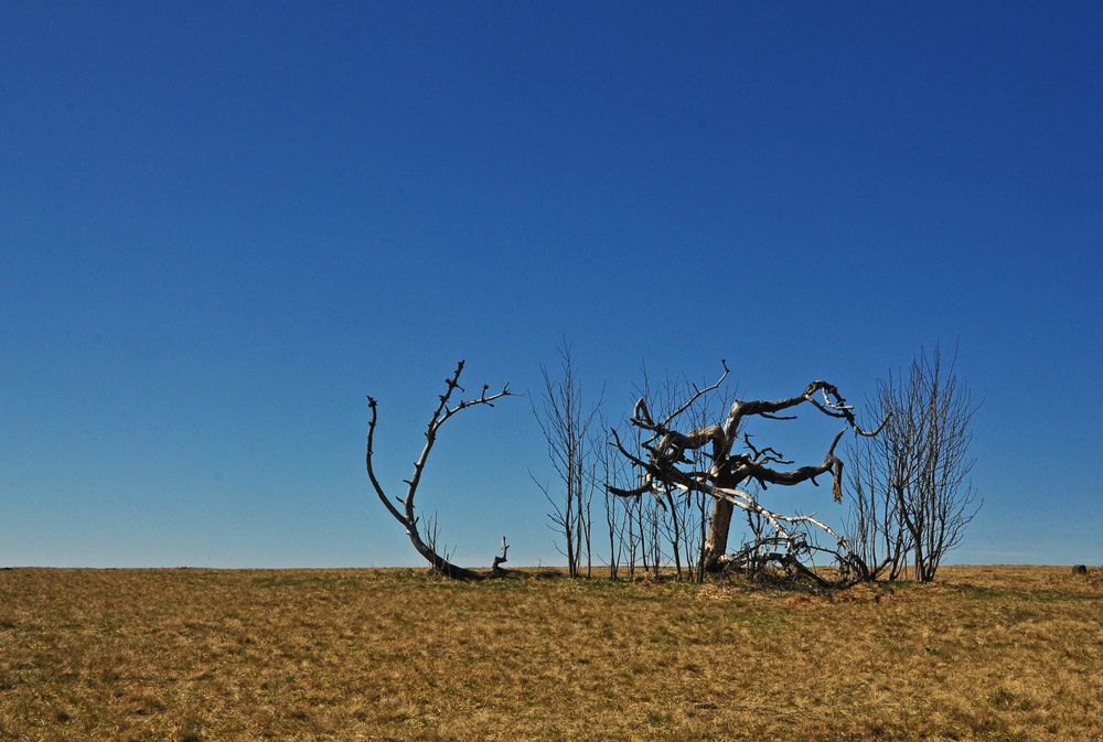 Ende eines Baumlebens