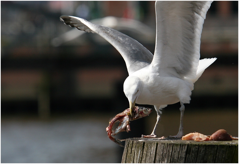 Ende Fischmarkt