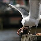 Ende Fischmarkt