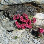 ENDE JULI IN DEN ALPEN....