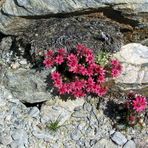 ENDE JULI IN DEN ALPEN....