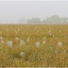 Ende Juni schon Altweibersommer?