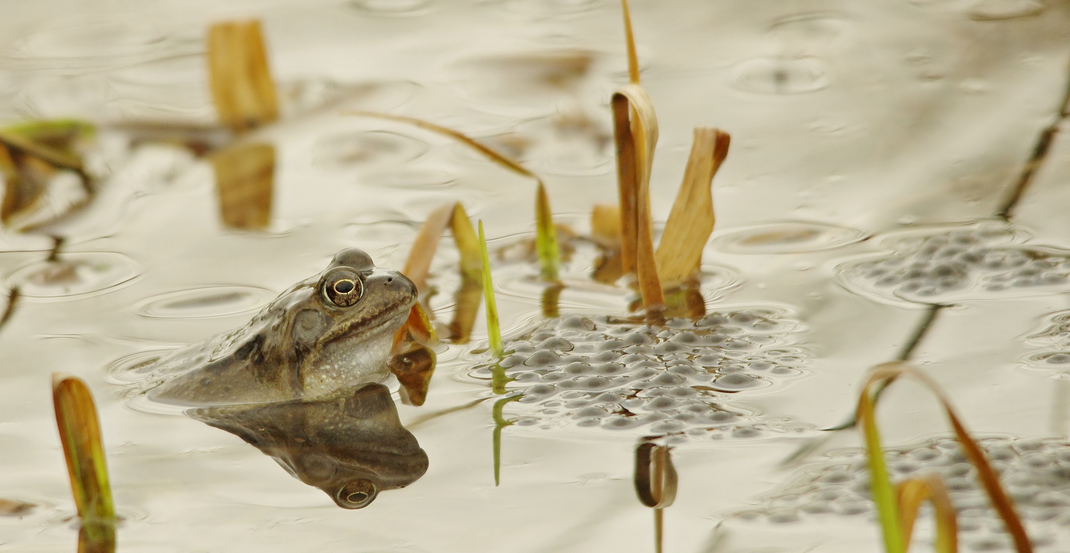 Ende mit dem Winter - Grasfrosch im Laich