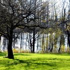 Ende November im Röhrenmoos