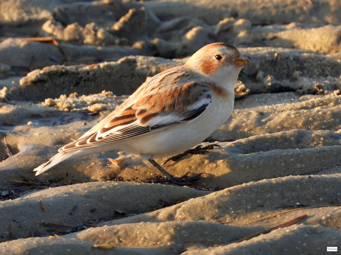 Ende November in Norddeich .......