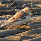 Ende November in Norddeich .......