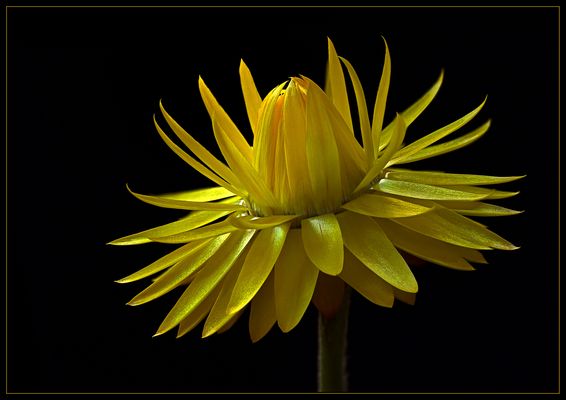 Ende Oktober fehlt die Sonnenkraft um die Blüte ganz zu öffnen - ( Stacking Bild ) 